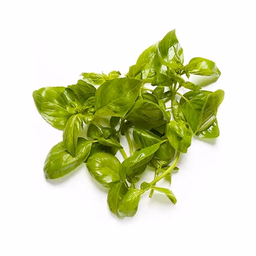 Basil 100g UAE